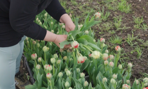 Jarní šílenství po tulipánech. V samosběrech se po nich zaprášilo, zmizely i nerozkvetlé