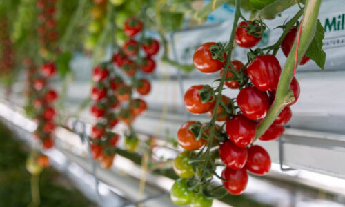 Spolupráca sa oplatí: Z regionálnych firiem medzinárodní producenti