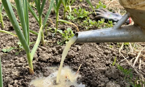 Vďaka týmto trom májovým zásadám mám cesnak, aký mi závidia aj susedia