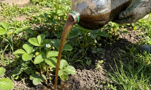 Prírodné hnojivo, ktoré dávam jahodám v máji – úroda je po ňom naozaj štedrá