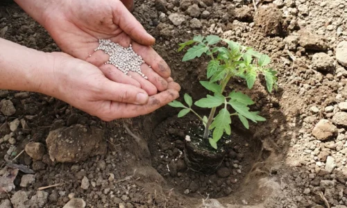 Pri presádzaní paradajok do zeme vždy použijem túto zmes. Rozdiel uvidíte už o pár dní