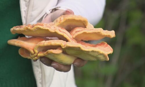 Houbaři vyrážejí do lesů. Po deštích rostou kováři, oblíbené májovky, ale i méně známé druhy