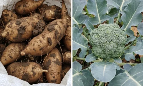 Nenechajte vaše záhony zívať prázdnotou a tešte sa z bohatej úrody. Ktorú zeleninu sa oplatí ešte teraz zasiať?