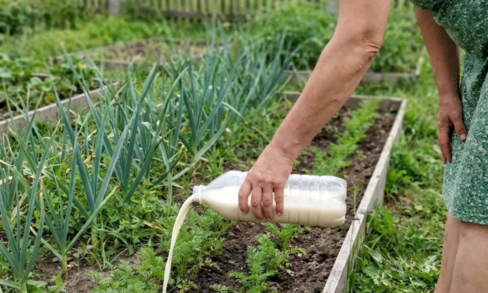 Prvé hnojenie mrkvy vykonávam v júni, aby korene narástli veľké, rovnomerné a aby nepopraskali