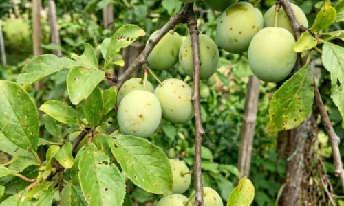 Práve teraz potrebujú slivky vašu pozornosť, inak sa úrody nemusíte vôbec dočkať. Viete čo zaberá najlepšie?