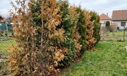 Tuje žltnú a vysychajú priamo pred očami? Tieto kroky ich môžu zachrániť skôr, než zhnedne celý živý plot