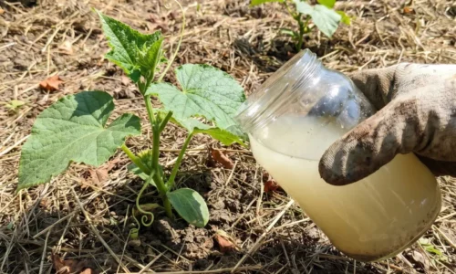Uhorky po tejto zálievke zosilnejú a lepšie rodia: droždie, ovsené vločky aj žihľava im dodajú nový dych