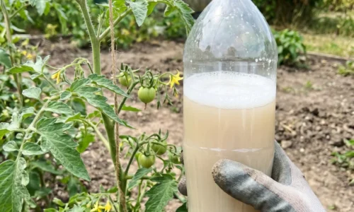 Tajomstvom veľkej úrody paradajok je droždie. Je tu však jedna podmienka, treba ho použiť iba v tomto období!