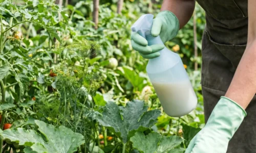 Tento domáci prostriedok ma zbavil vošiek iba za 2 hodiny! Záhradkári si ho nevedia vynachváliť