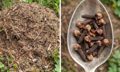 Keď sa mravce usadia pri rastlinách, nečakajte, kým pribudnú vošky: tieto prírodné vône im poriadne prekážajú