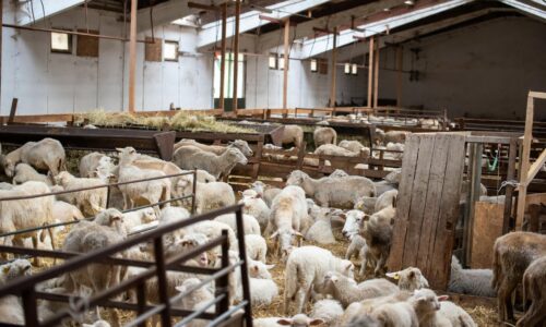 Veterinári sprísňujú kontroly mlieka, v dvoch chovoch potvrdili vírus kliešťovej encefalitídy