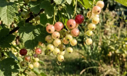 Skúsení pestovatelia nehnoja ríbezle v júni naslepo! Tieto chyby potichu zmenšujú vašu budúcu úrodu