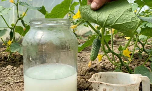 Uhorky na konci júna doslova volajú o pomoc: Stačí jedno domáce hnojivo a budete mať najkrajšiu úrodu v okolí!