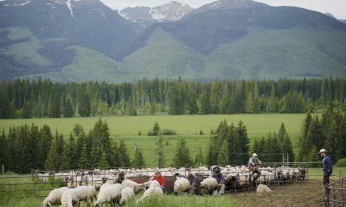 Veterinári potvrdili salmonelu vo výrobkoch z nelegálneho salaša na Liptove