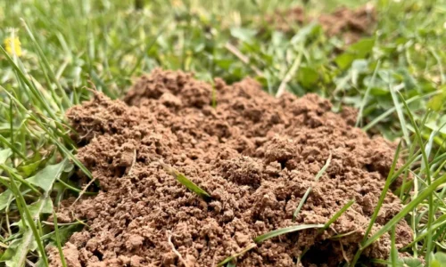 Mravce v záhrade nemusia byť nepriateľ, no keď ničia trávnik a záhony, pomôže tento prírodný prášok