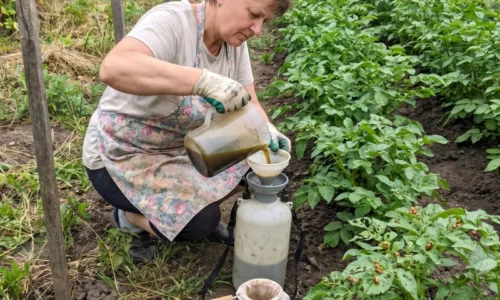 Postrek na mandelínky: Čím ochrániť zemiaky, kedy zasiahnuť proti larvám a čo použiť pri silnom napadnutí porastu
