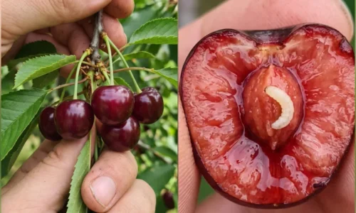 Zjedli ste červíka v čerešni? Odborníci odhaľujú pravdu, ktorú ste možno ani nechceli počuť