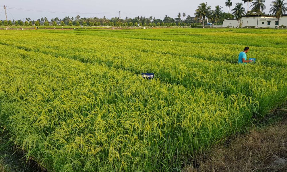 Arsenic remains a persistent challenge for the rice industry