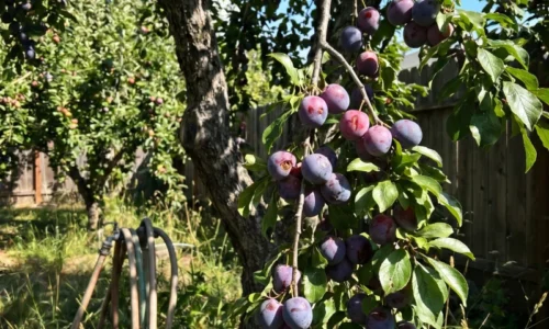 Červivé ovocie sa začína riešiť oveľa skôr, ako pri zbere! Pás z vlnitej lepenky môže zachytiť larvy ešte na kmeni