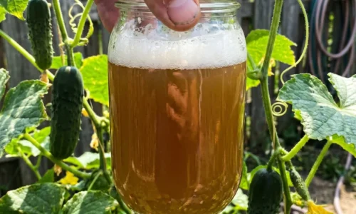 Zalievate uhorky pivom, aby rodili celé leto? Tento júlový trik znie lákavo, no rastlinám môže chýbať presne to, čo pivo nedodá