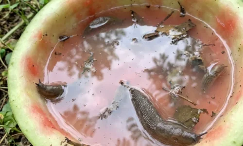 Večer rozložte na záhrade melónové šupky a ráno uvidíte prekvapenie: Slimáky miznú bez chémie!