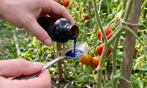 Chladné noci nevadia! Tento domáci recept z mlieka a popola zachránil moje uhorky pred koncom sezóny
