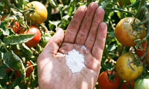 Kamarátkina rada zafungovala: Môže byť bežný cukor tajný recept na sladké paradajky?!