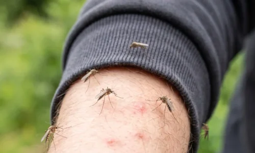 Komáre si vás nájdu aj v skupine ľudí? Jedna letná chyba môže zmeniť vôňu pokožky a urobiť z vás nápadnejší cieľ