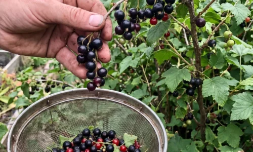 Ríbezľové kríky sú zelené a zdravé, no plody nikde? Úrodu môžu brzdiť chyby, ktoré si väčšina pestovateľov dlho nevšimne