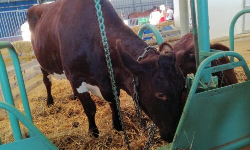 Extrémne sucho a lacné mlieko tlačia na farmárov. Hlásia obrovské škody a žiadajú štát o pomoc