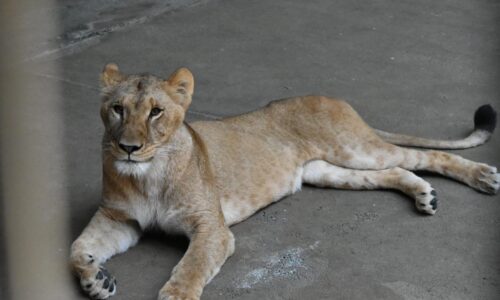 V tokijskej zoo uhynuli tri levice, Japonsko bojuje s extrémnymi horúčavami