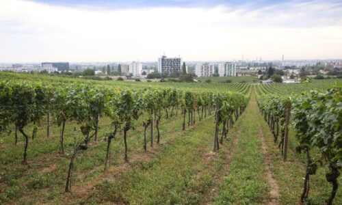 Boj o bratislavské vinohrady vrcholí. Jeden developer kopec rozkopal, druhý zas dostal od mesta stopku