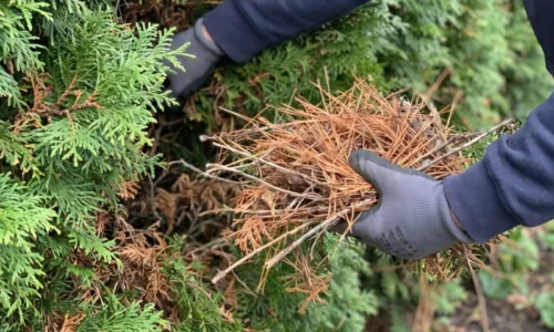 Tuje v živom plote hnednú, žltnú alebo černejú? Farba ihličia prezradí problém skôr, než sa poškodenie rozšíri na celý rad