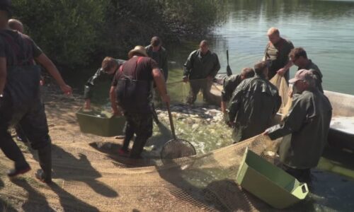 Cena vánočních kaprů poletí vzhůru kvůli suchu a vedru. Rybáři už odhadli, o kolik