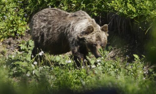 Útok medvěda na Slovensku: Muž s potrhanou tváří a obnaženými střevy šel pro pomoc stovky metrů