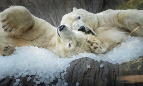 Tuny ledu, speciální zmrzliny a sázka na lesy: Jak zvládají horka zvířata v českých zoo?