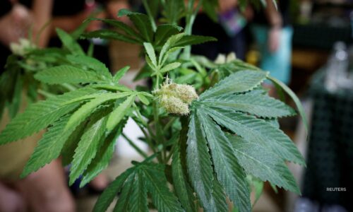 Marijuana rescheduling fight faces key Monday deadline
